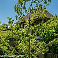 Colonial style balcony in trees