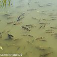 Fish in Hammer stream