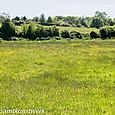 Flowers in the meadow