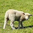 Lamby lamb