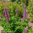 Lupins