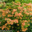 Rhododendrons