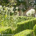 White alliums