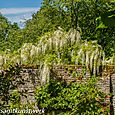 Wisteria wall