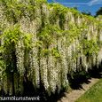 Wisteria