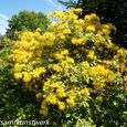 Yellow bush