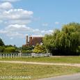 Willow tree