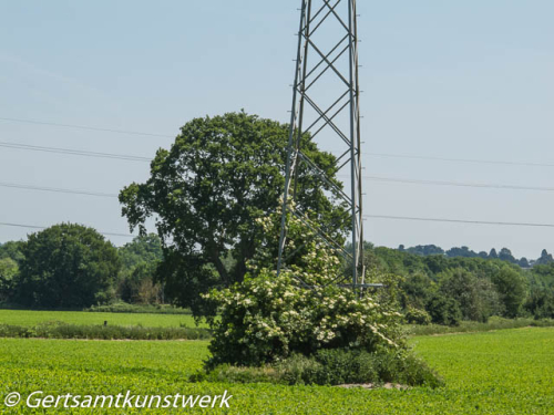 Pylon growth