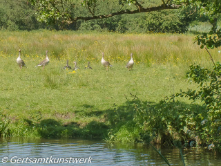 Geese in field