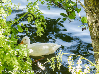 White duck