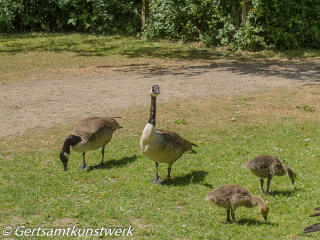 Goose family