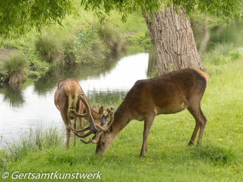 Grazing stags June