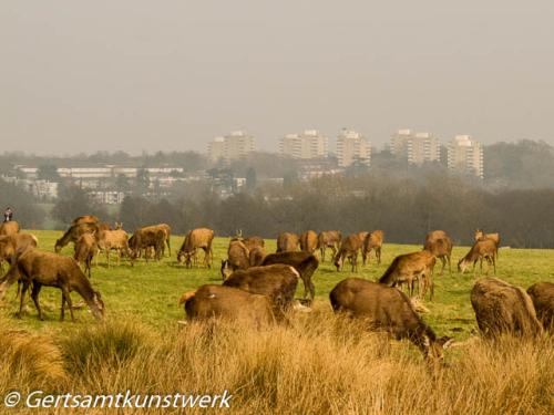 Deer and Roehampton skyline March