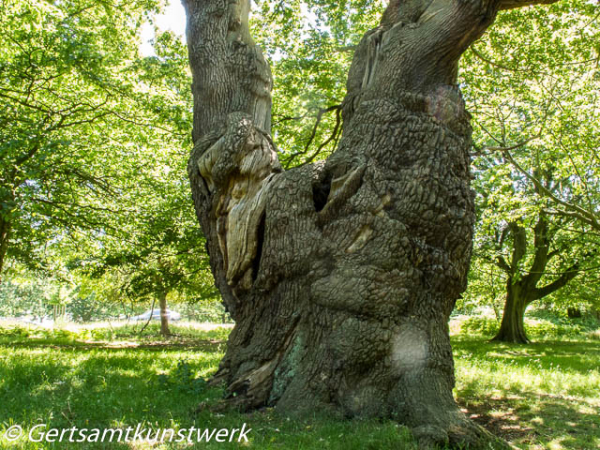 Gertsamtkunstwerk: Richmond Park in 3 seasons (not the by-election)