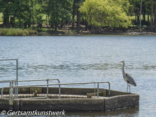 Heron June