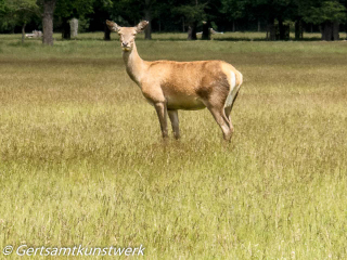 Proud deer June