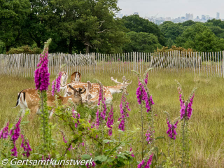 Foxgloves and deer June