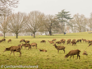 Red deer March