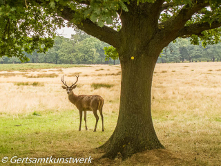 Getting ready to rut September