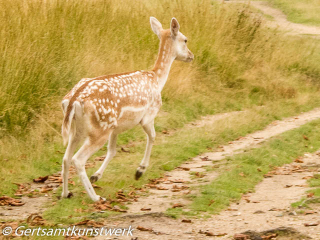 Babycham deer September