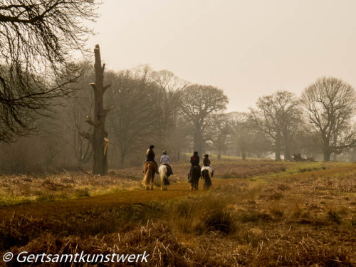 Horses in Richmond Park March