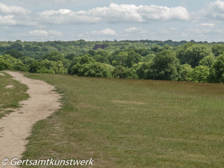 Forested view June Forested view June