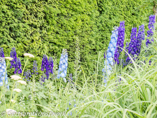 Lupins June