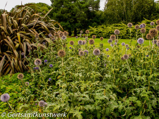 Thistles