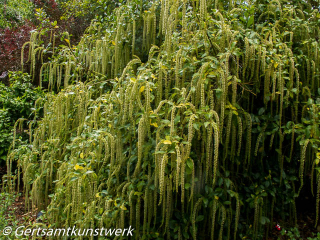 Catkins