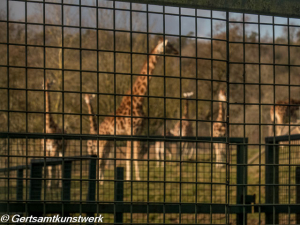 Vic Reeves giraffe house