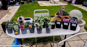 Booty from the garden centre