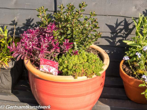 Frozen flame  pink pixie and coral carpet