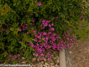 Purple flowers