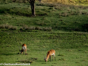 Antelopes