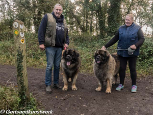 Leonbergers