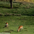 Antelopes