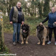 Leonbergers