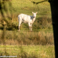 Of the antelope family