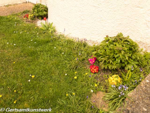 Primroses