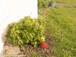 Peony primrose progress