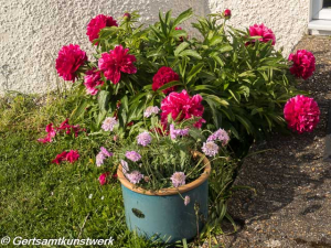 Scabious and peonies