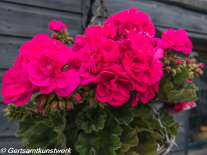 Pink geranium