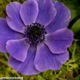 Anenome Mr Fokker