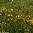 Buttercups on lawn