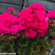 Pink geranium