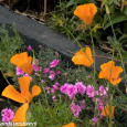 Poppies and carnations