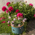 Scabious and peonies