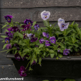 Violas