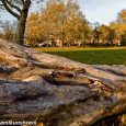 Fallen Trees