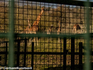 Giraffes